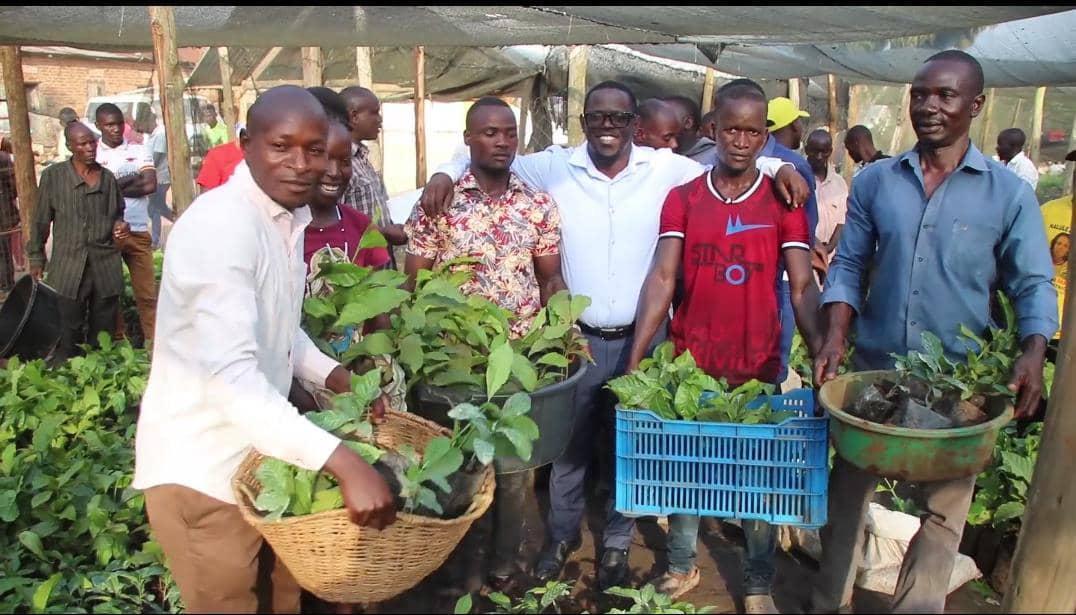 Masaka Farmers get 20,000 Coffee Seedlings for Income Masaka Farmers get 20,000 Coffee Seedlings for Income