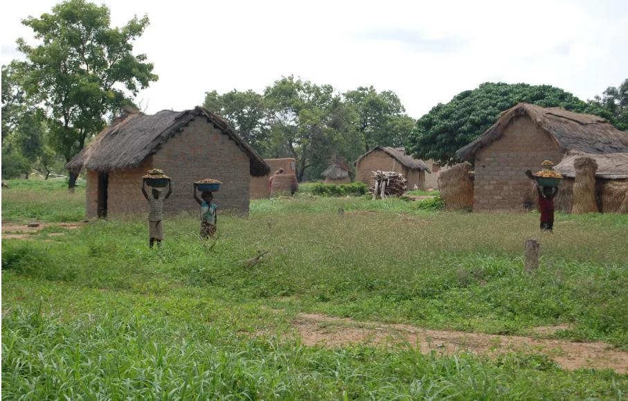 Growing Global Demand for Shea Butter and its Impact Growing Global Demand for Shea Butter and its Impact