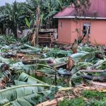 Banana Plantation Destroyed in Suspected Land Dispute Banana Plantation Destroyed in Suspected Land Dispute
