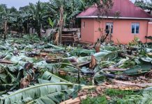 Banana Plantation Destroyed in Suspected Land Dispute Banana Plantation Destroyed in Suspected Land Dispute