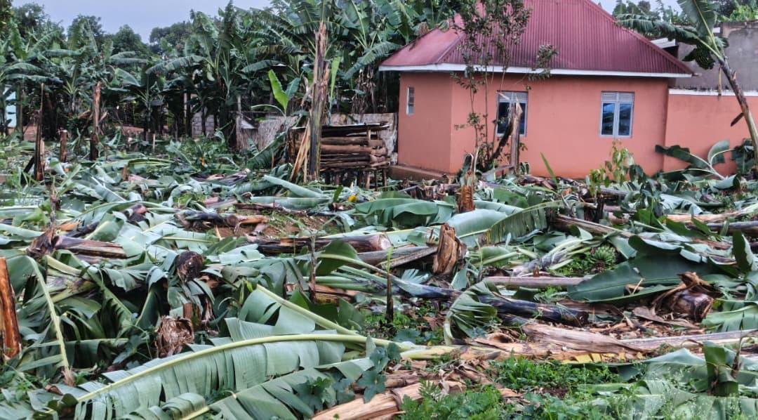 Banana Plantation Destroyed in Suspected Land Dispute Banana Plantation Destroyed in Suspected Land Dispute