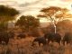 AGES Exclusive: Nature Credits Hold Great Potential for Africa AGES Exclusive: Nature Credits Hold Great Potential for Africa
