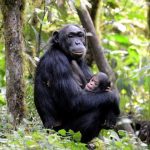 Bwindi Census Confirms 426 Chimpanzees Bwindi Census Confirms 426 Chimpanzees