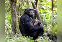 Bwindi Census Confirms 426 Chimpanzees Bwindi Census Confirms 426 Chimpanzees