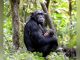 Bwindi Census Confirms 426 Chimpanzees Bwindi Census Confirms 426 Chimpanzees
