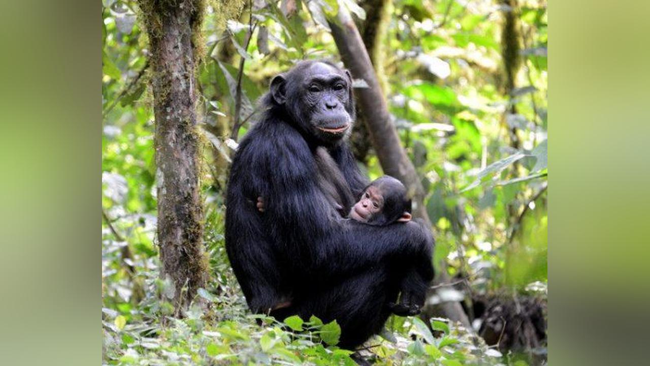 Bwindi Census Confirms 426 Chimpanzees Bwindi Census Confirms 426 Chimpanzees
