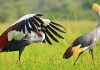 Fears Grow for Iconic Crested Crane Amid Habitat Loss Fears Grow for Iconic Crested Crane Amid Habitat Loss