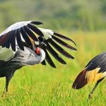 Fears Grow for Iconic Crested Crane Amid Habitat Loss Fears Grow for Iconic Crested Crane Amid Habitat Loss