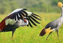 Fears Grow for Iconic Crested Crane Amid Habitat Loss Fears Grow for Iconic Crested Crane Amid Habitat Loss