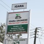 Igara Growers Tea Factory Closes Due to Strike Crisis Igara Growers Tea Factory Closes Due to Strike Crisis