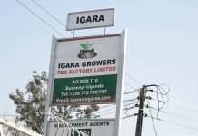 Igara Growers Tea Factory Closes Due to Strike Crisis Igara Growers Tea Factory Closes Due to Strike Crisis