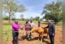 Church Distributes Heifers to Boost Incomes and Food Security Church Distributes Heifers to Boost Incomes and Food Security