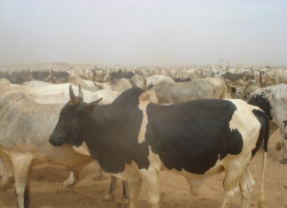 الخرطوم : مشروع قانون جديد لحفظ السلالات والموارد الوراثية الحيوانية