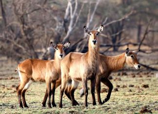 إكتمال الإستعدادات لمهرجان “الدندر” للسياحة البرية والطبيعية