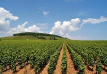 السودان : خطة مشتركة مع القطاع الخاص لرفع عائدات الصادرات الزراعية لـ10 مليارات دولار