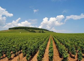 السودان : خطة مشتركة مع القطاع الخاص لرفع عائدات الصادرات الزراعية لـ10 مليارات دولار