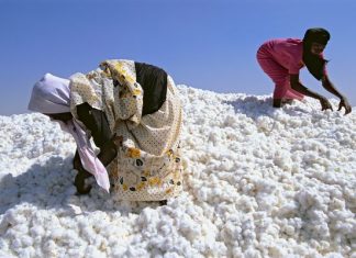 سيرفكوت للأقطان : أرباح القطن تجاوزت مليون جنيه