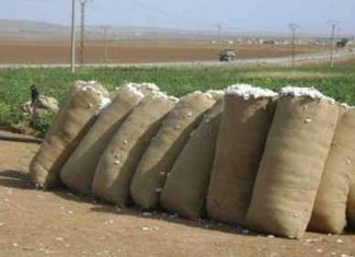 أيلا : عائدات صادر القطن تجاوزت ١٥ مليون يورو