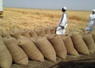 البنك الزراعي يتعهد بشراء إنتاج المزراعين من القمح بـ٧٥٠ جنيهاً للجوال