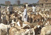 السودان : ٦٫٩ مليون دولار عائدات تصدير ٣٫٦ مليون رأس من الماشية خلال ٩ أشهر