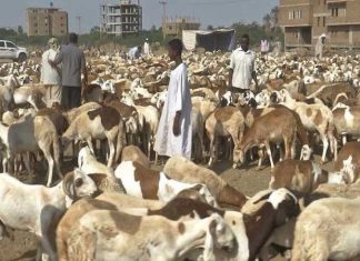 السودان : ٦٫٩ مليون دولار عائدات تصدير ٣٫٦ مليون رأس من الماشية خلال ٩ أشهر