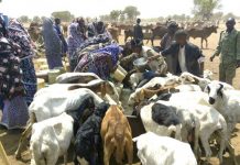 نفوق مواشي في كردفان بسبب العطش وإتحاد الرعاة يحذر من تأثير شح الوقود على القطاع