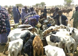 نفوق مواشي في كردفان بسبب العطش وإتحاد الرعاة يحذر من تأثير شح الوقود على القطاع