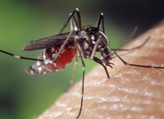 الحمى الصفراء تهدد حياة السودانيين