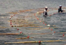 مشاكل قطاع الصيد البحري في جزيرة قرقنة