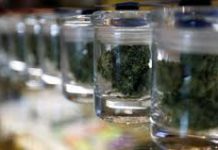 الكشف عن كميات كبيرة من نبتة المريخوانا المخدرة مزروعة في أحد المنازل ببنزرت