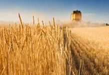 ولاية جندوبة:توقعات بحوالي 2100 قنطار من الحبوب خلال موسم الحصاد