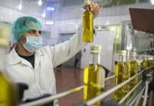 توجه ياباني للإستثمار في زيت الزيتون التونسي