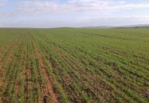 مختصين يتخوفون من تراجع خصوبة التربة بباجة