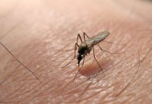 وزير الصحة : هذا مسار فيروس حمى غرب النيل في تونس