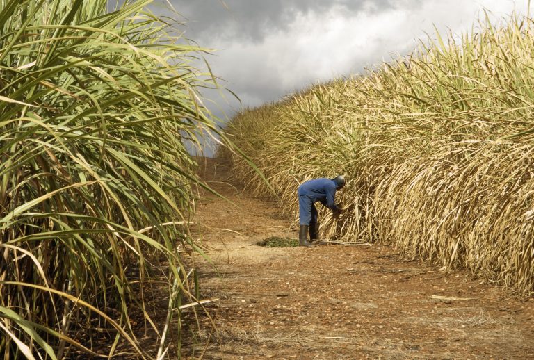 Sugarcane farmers decry high cost of inputs
