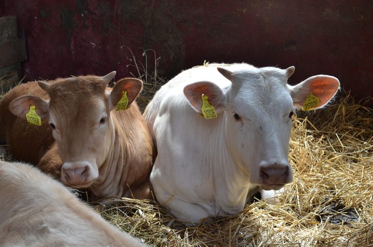 Botswana kills 600 Zim cattle