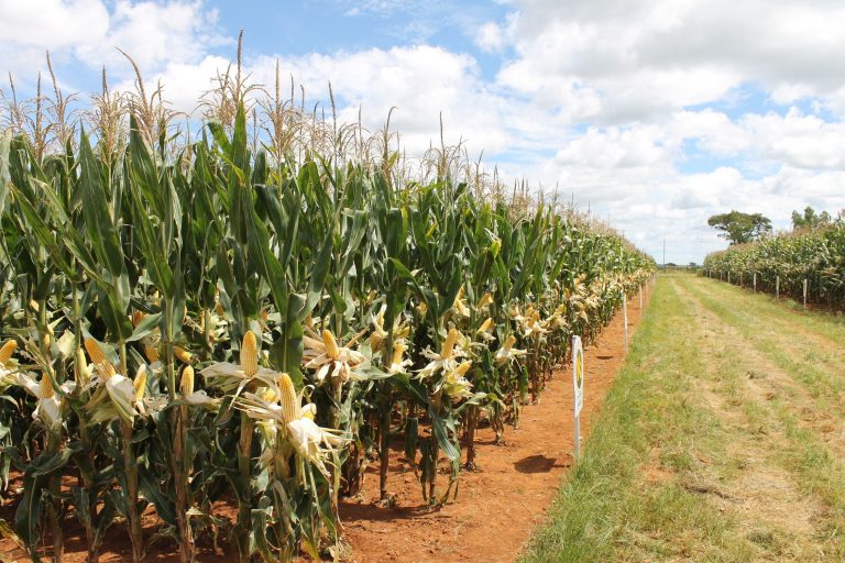 Chirumanzu farmers embrace drought-resistant crops
