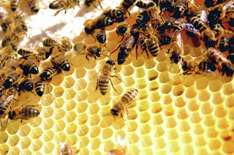 ‘Beekeepers smuggling honey to export markets’