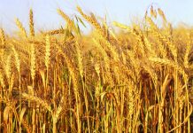 Rains threaten winter wheat again