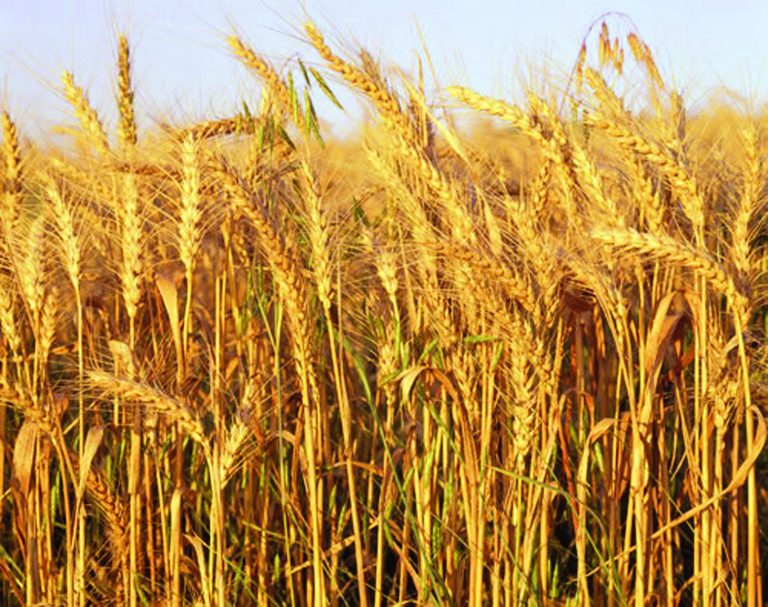 Wheat Output Expected To Fall By Two-thirds