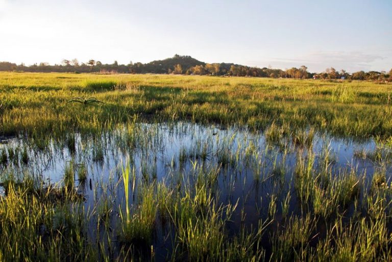 Motion to preserve wetlands