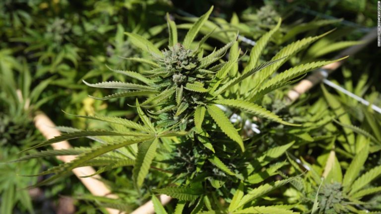 Zimbabwe legalised the growing of marijuana for medical purposes