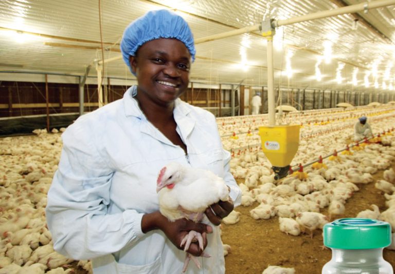 Zimbawe set to experience increase in grey poultry imports