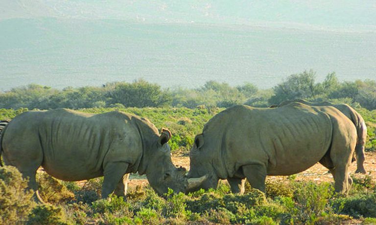 Gonarezhou to reintroduce rhinos
