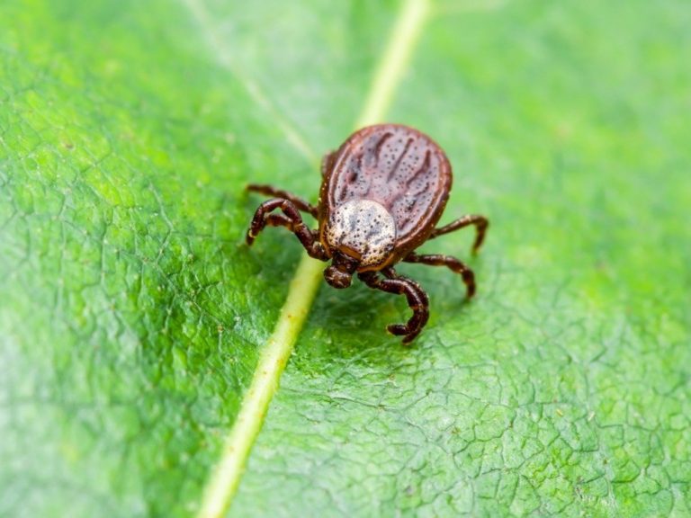Tick-borne diseases wreak havoc in Mash Central