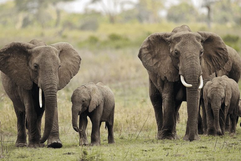 Toxins in water kill elephants in Botswana