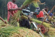 FG’s 5m jobs for farmers?