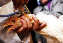 مجلس النواب يوافق على قرض بقيمة 10 ملايين دولار لمكافحة “انفلونزا الطيور “