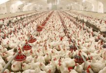 كم تنتج مصر من ” الدواجن ” سنوياً ؟