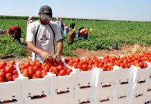 وقف استيراد بذور الطماطم فى مصر